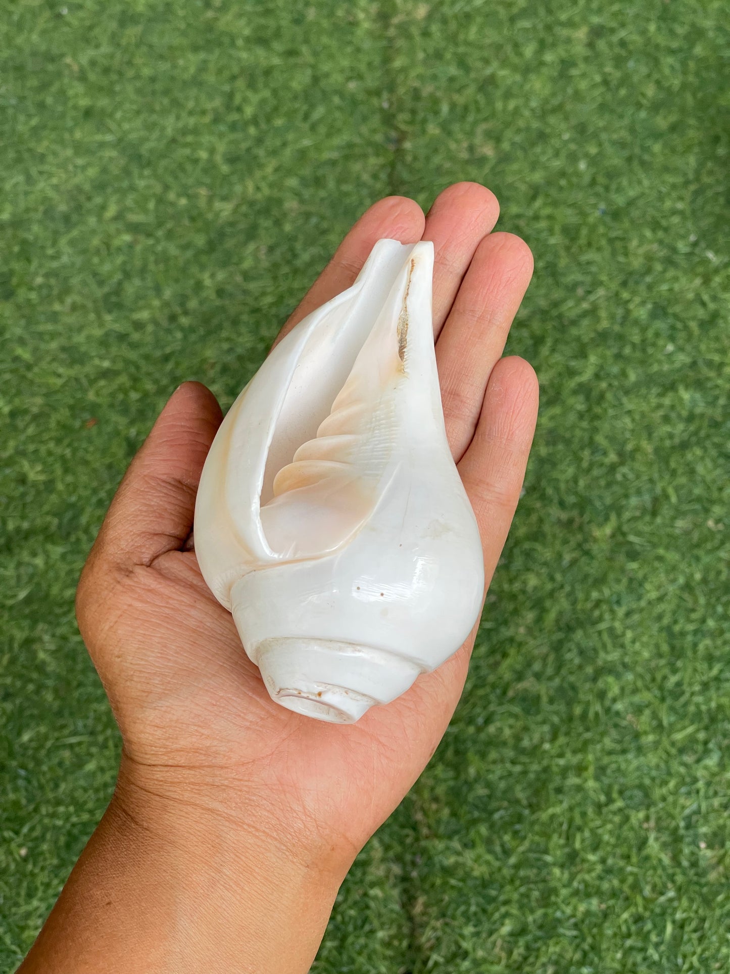 Small size Conch / shankh