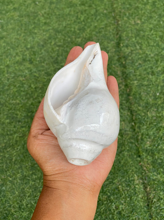 Medium size Conch / shankh